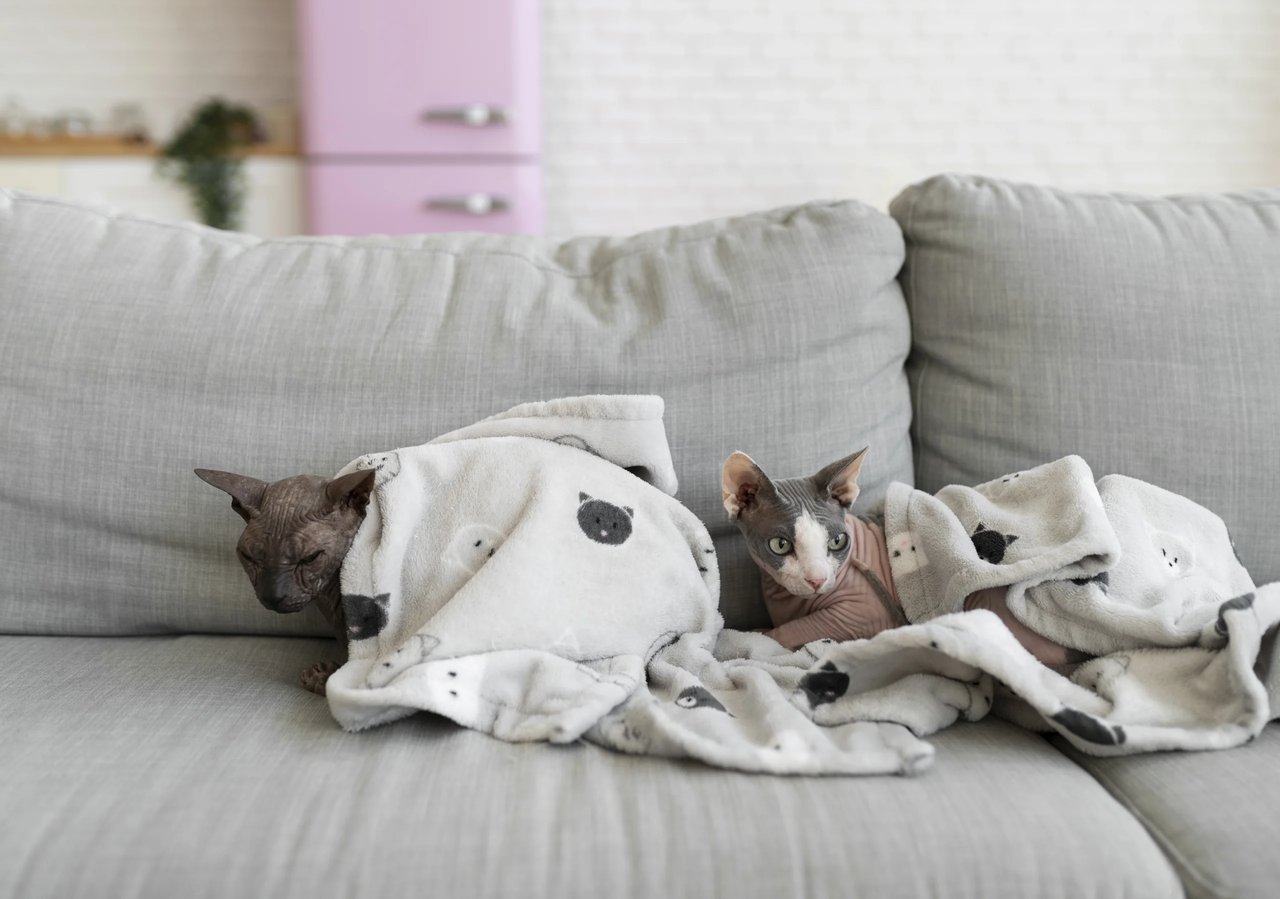 Cómo quitar pelos de gato de la ropa